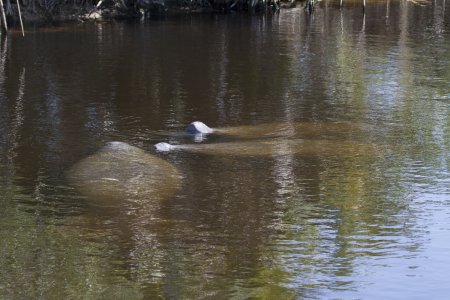 3 zeekoeien aan de oppervlakte van een inlet